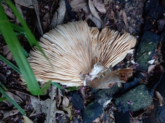 Leucoagaricus lilaceus