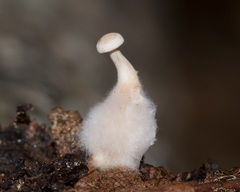 Asterophora lycoperdoides