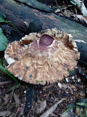 Leucoagaricus lilaceus