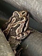 Pseudacris hypochondriaca