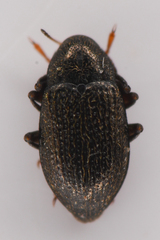 Elmidae