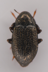 Elmidae