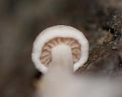 Asterophora lycoperdoides