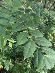 Phellodendron amurense