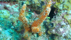 Ptilocaulis walpersii