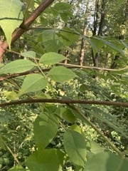 Phellodendron amurense