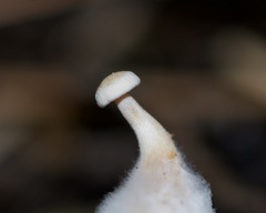 Asterophora lycoperdoides