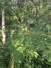 Phellodendron amurense