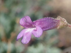 Penstemon caesius