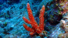 Ptilocaulis walpersii