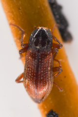 Elmidae