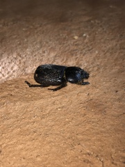 Hemiphileurus illatus