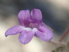 Penstemon caesius