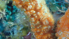 Ptilocaulis walpersii