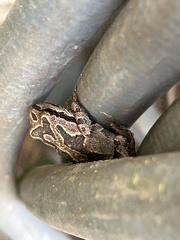 Pseudacris hypochondriaca