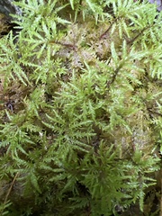 Hylocomium splendens