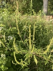 Ambrosia artemisiifolia