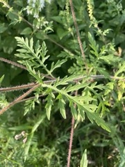 Ambrosia artemisiifolia