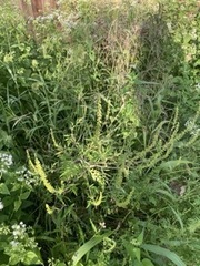 Ambrosia artemisiifolia