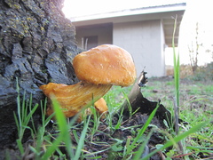Gymnopilus ventricosus
