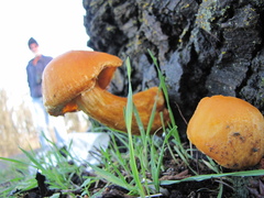 Gymnopilus ventricosus