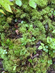 Hylocomium splendens