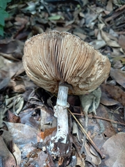 Leucoagaricus lilaceus