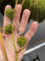 Sparganium eurycarpum