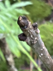 Fraxinus nigra