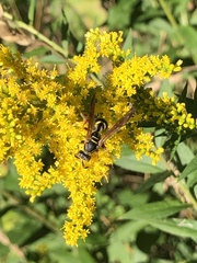 Polistes fuscatus