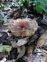 Leucoagaricus lilaceus