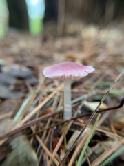 Mycena rosea