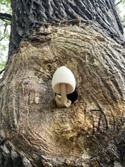 Volvariella bombycina
