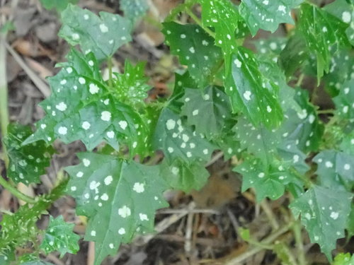 Image of Spotty Nettle (Laportea grossa) by no rights reserved