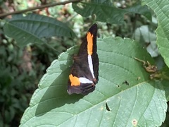 Adelpha cocala lorzae