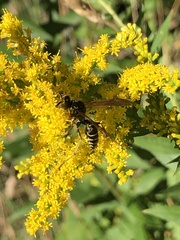 Polistes fuscatus