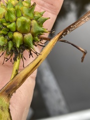 Sparganium eurycarpum
