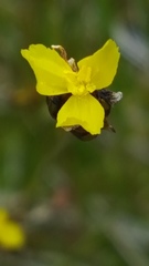 Xyris montana