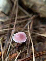 Mycena rosea