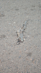 Eutropis longicaudata