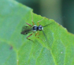 Ichneumonoidea