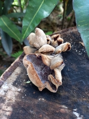Auricularia nigricans