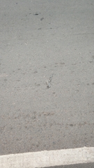 Eutropis longicaudata