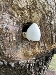 Volvariella bombycina