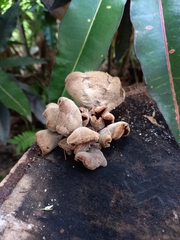Auricularia nigricans