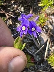 Veronica cusickii