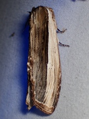 Truncaptera inopinata