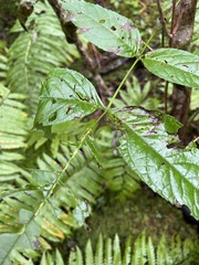Fraxinus nigra