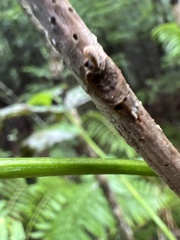 Fraxinus nigra
