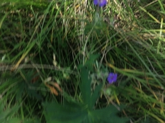 Geranium pseudosibiricum